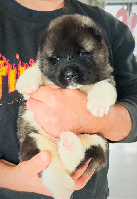 Akita Amerykańska szczenię Zkwp