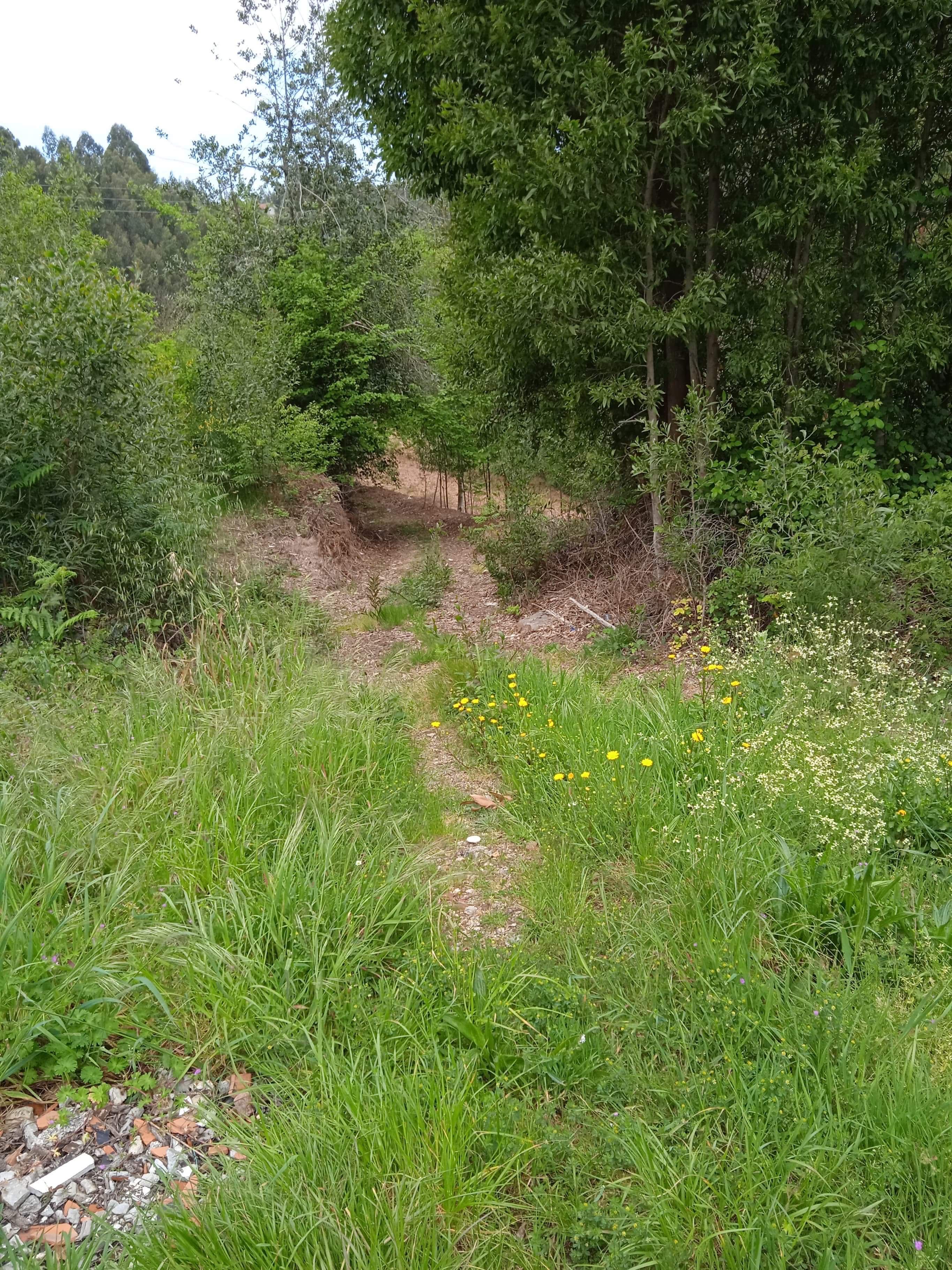 Terreno rústico perto da cidade de Vale de Cambra