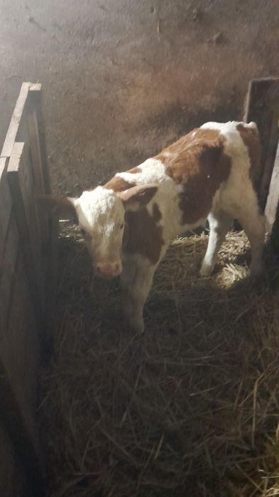 Szprzedam byczka rasy simental