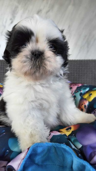 Cudowny Oleg Shih tzu gotowy do zmiany domku