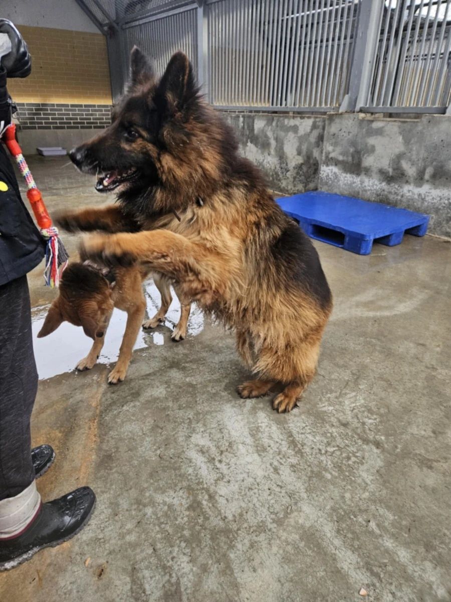Borys kochany Owczarek Niemiecki do adopcji!