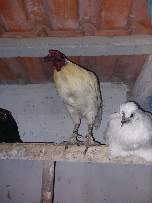 Galos jovens disponíveis