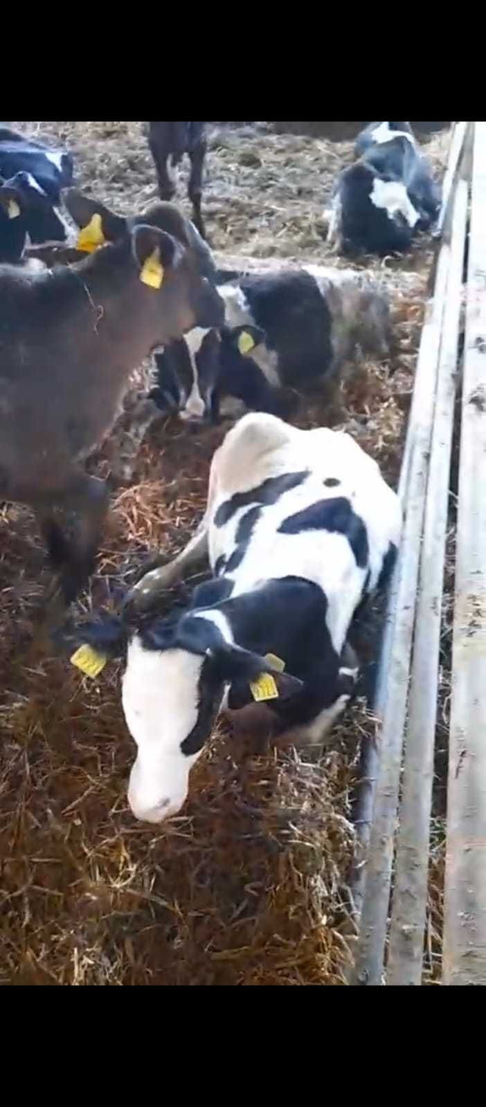 Sprzedam byki HF jedno stado