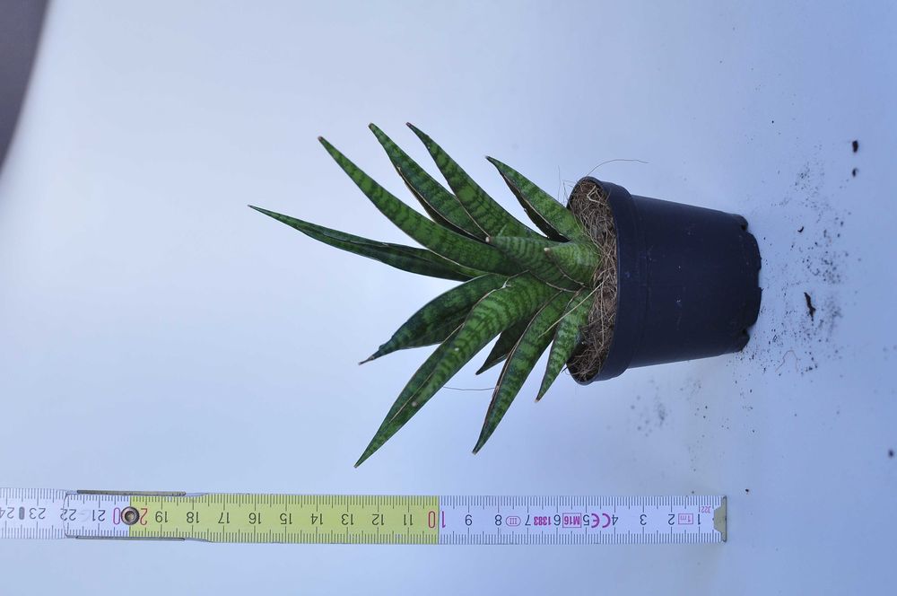 Sansevieria ''Boogie Woogie'' - dwie do wyboru