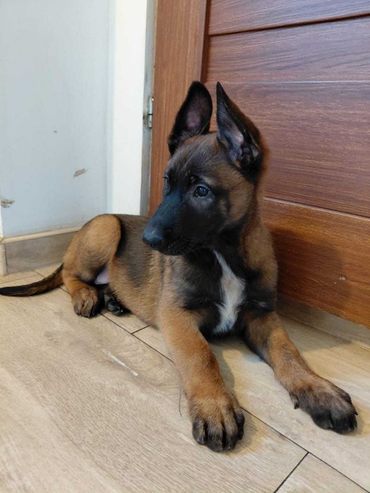 Owczarek belgijski malinois