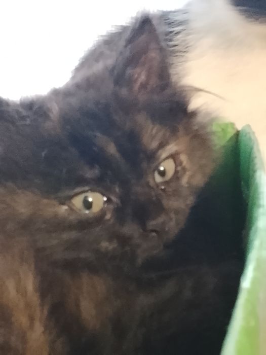 Кошенята в добрі руки