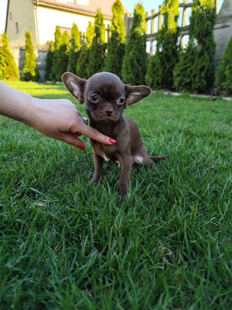 Czekoladowy chłopiec Chihuahua gotowy do zmiany domku