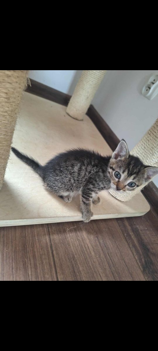 Kotka do adopcji rezerwacja