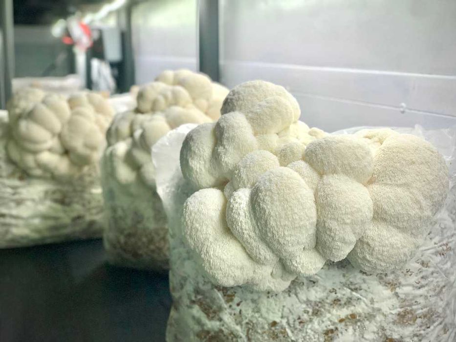 Soplówka jeżowata sproszkowana - puder grzybowy