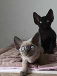 Kotka Devon rex point niebieski rodowód FPL