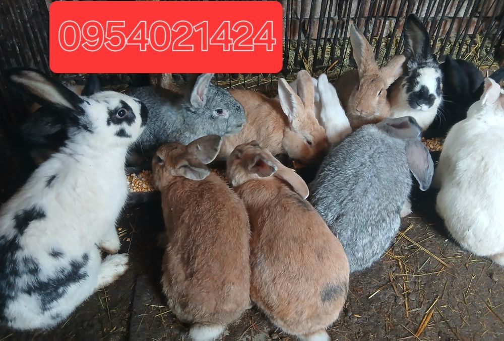 Кролики самці на плем'я