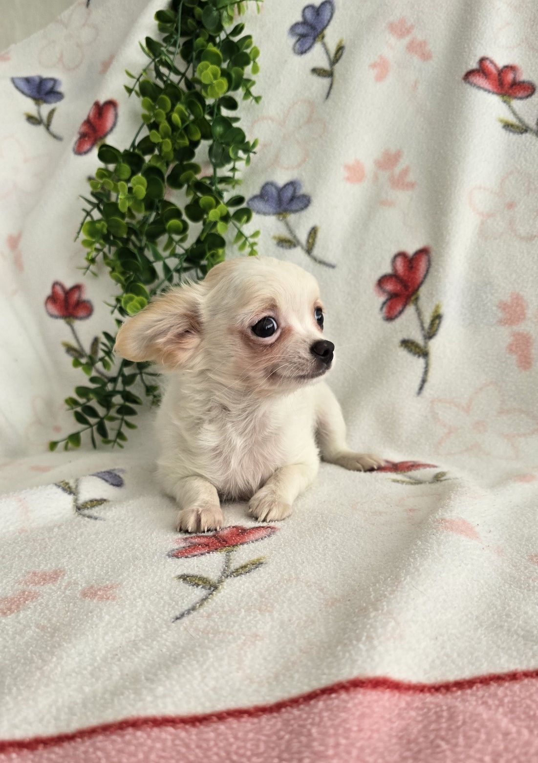 Mini Tesourinho semi pelo Chihuahua/Chiuaua LinhagemRussa. Qualidade