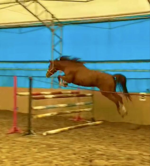 Klacz 8 lat 164cm po Corragio