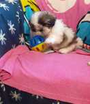 Uroczy i malutki piesek shih tzu -Czaruś-gotowy do odbioru.