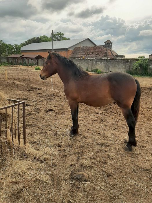 Ogierek ciemnogniady  17 miesięcy  zimnokrwisty