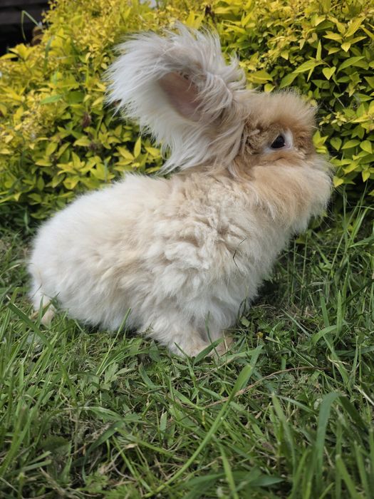 PARA Angora  żółta gelb  puchatki króliki rude