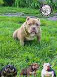 American bully abkc