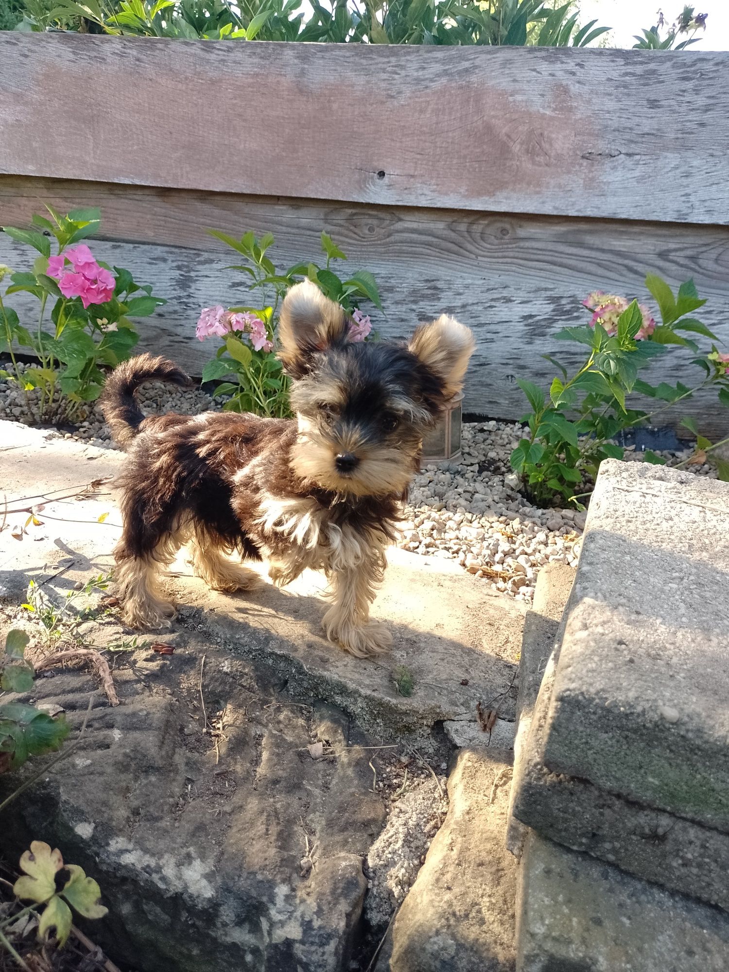 Piękna suknia Yorkshire Terrier