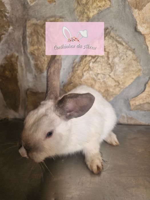 Coelhos anoes mini leon head
