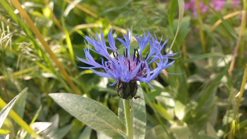 Волошка садова синя, волошка королевська рожева, саджанці