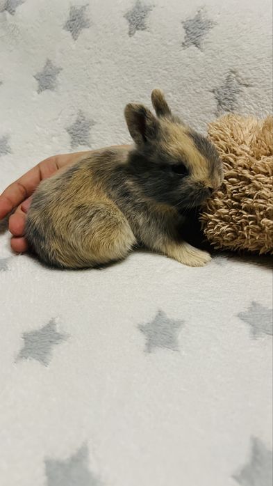 Кролик карликовий подарунок під ялинку