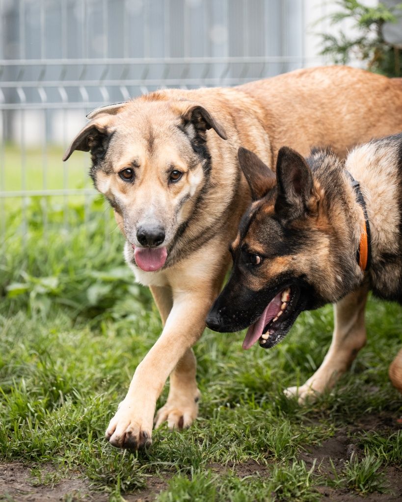 Pies Ziomek w typie ONka do adopcji!