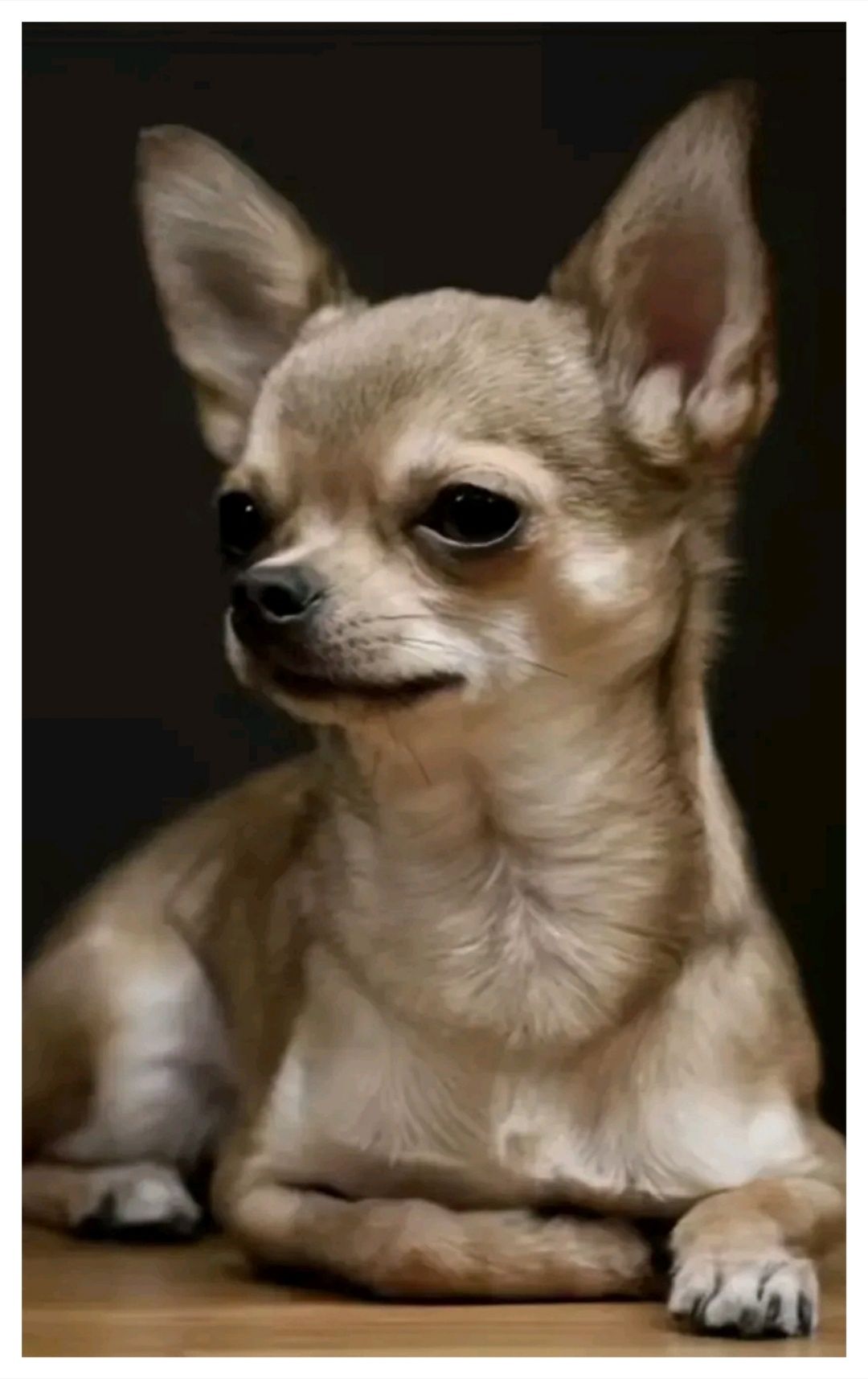 Haft diamentowy mozaika diamentowa CHIHUAHUA pies pieski