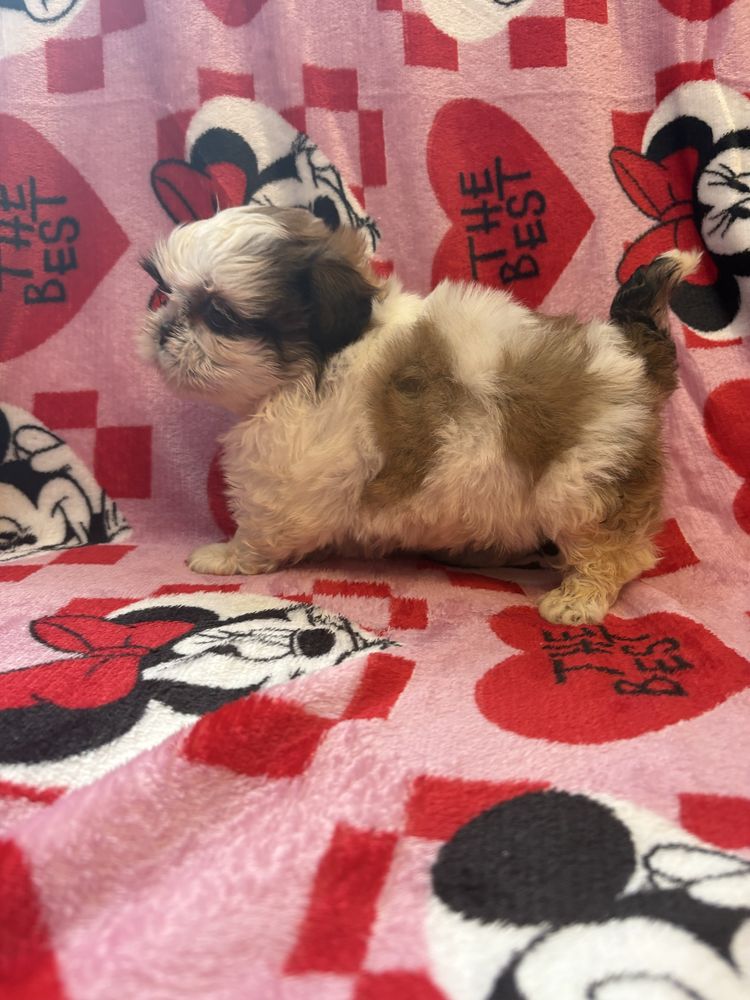 Shih tzu miniaturka suczka do odbioru