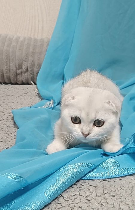 Вислоухий девочка и мальчик серебристые шиншиллы