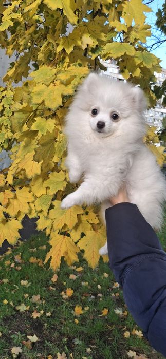Блондинка, чудова шпiцуля, гарне малятко на долоню! Доставка, 4 мic.