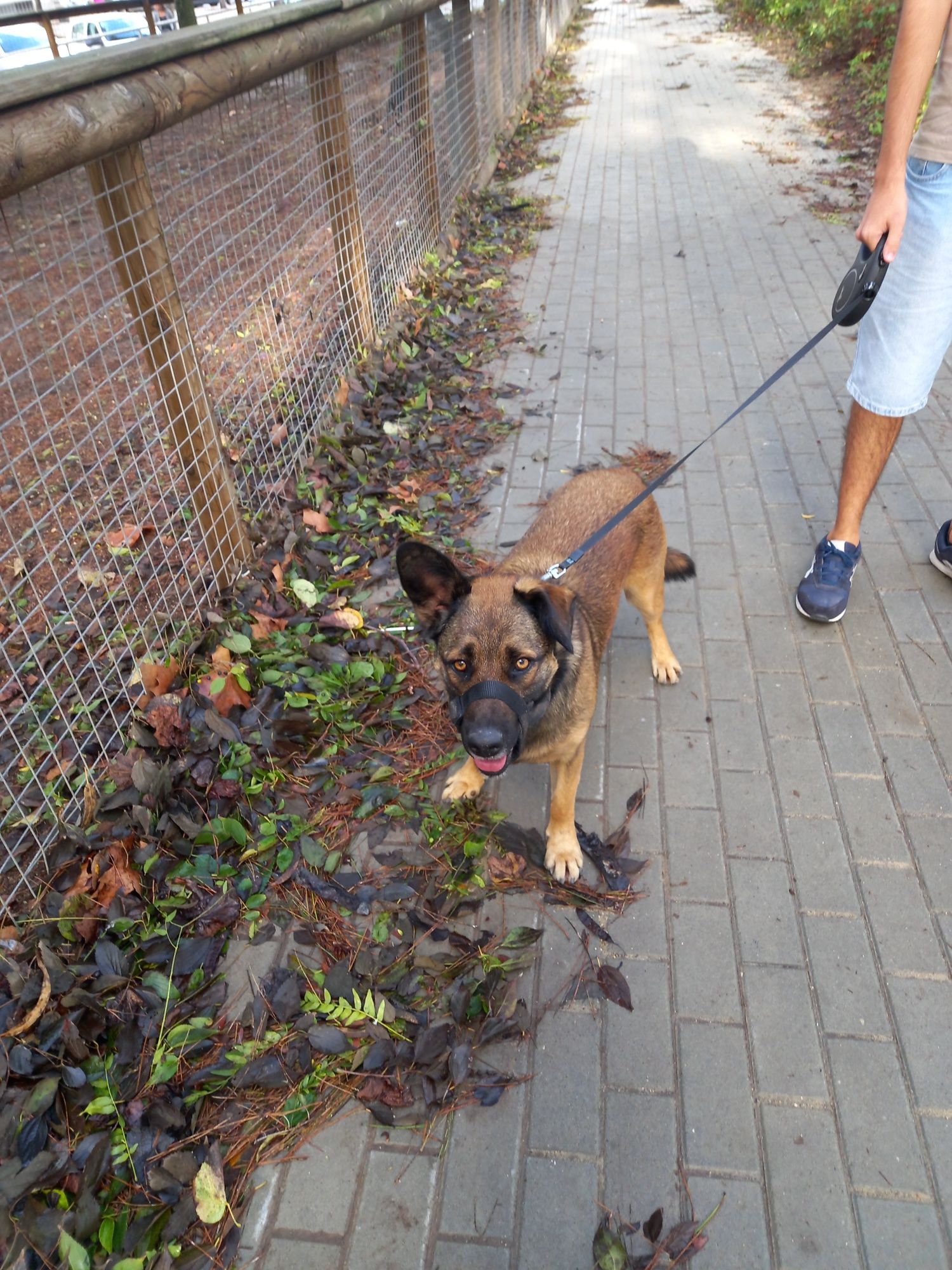 Cadelinha para adopção