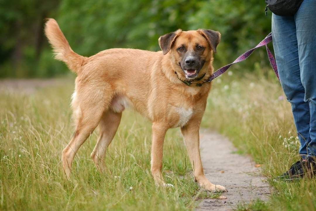 Tedi uratowany z Albanii szuka domu