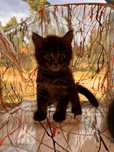 Maine coon 2.5 m chlopak