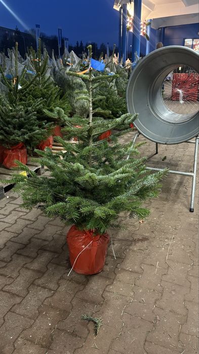 Świąteczne Choinki z Dostawą pod Drzwi – Poznań!