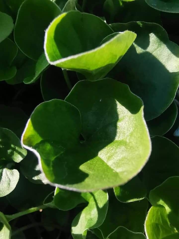 Dichondra zielona 20nasion