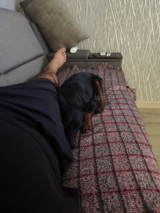 Ищем девочку для случки Цвергпинчера