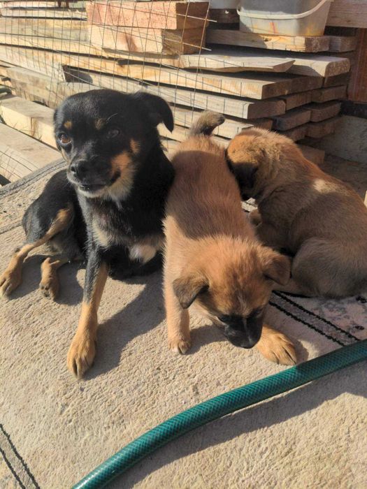 Віддам цуценят маленької породи