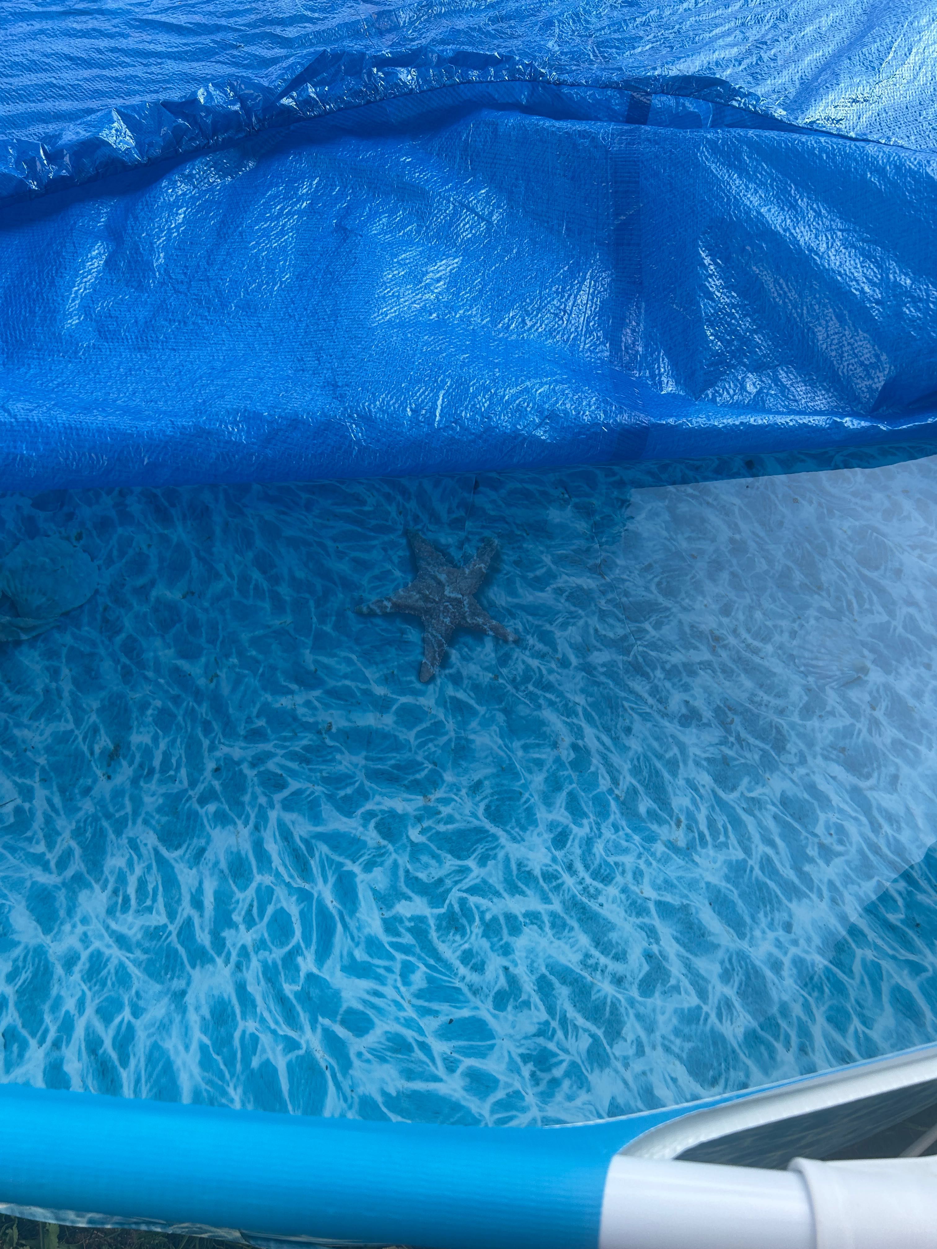 Piscinacomo nova 3.05x76