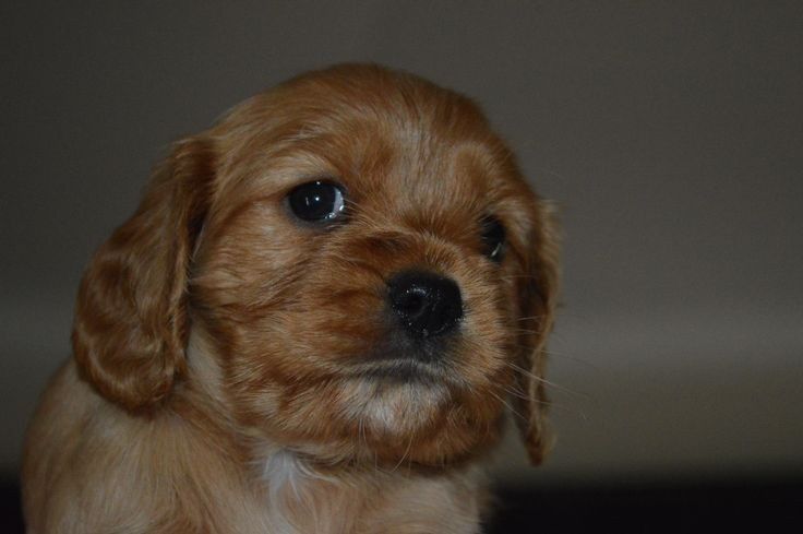 Англійський кокер – активність, любов і краса