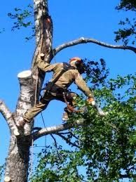 Профессиональный спил деревьев