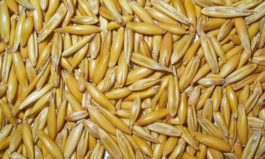 Продам овес мішок 300грн