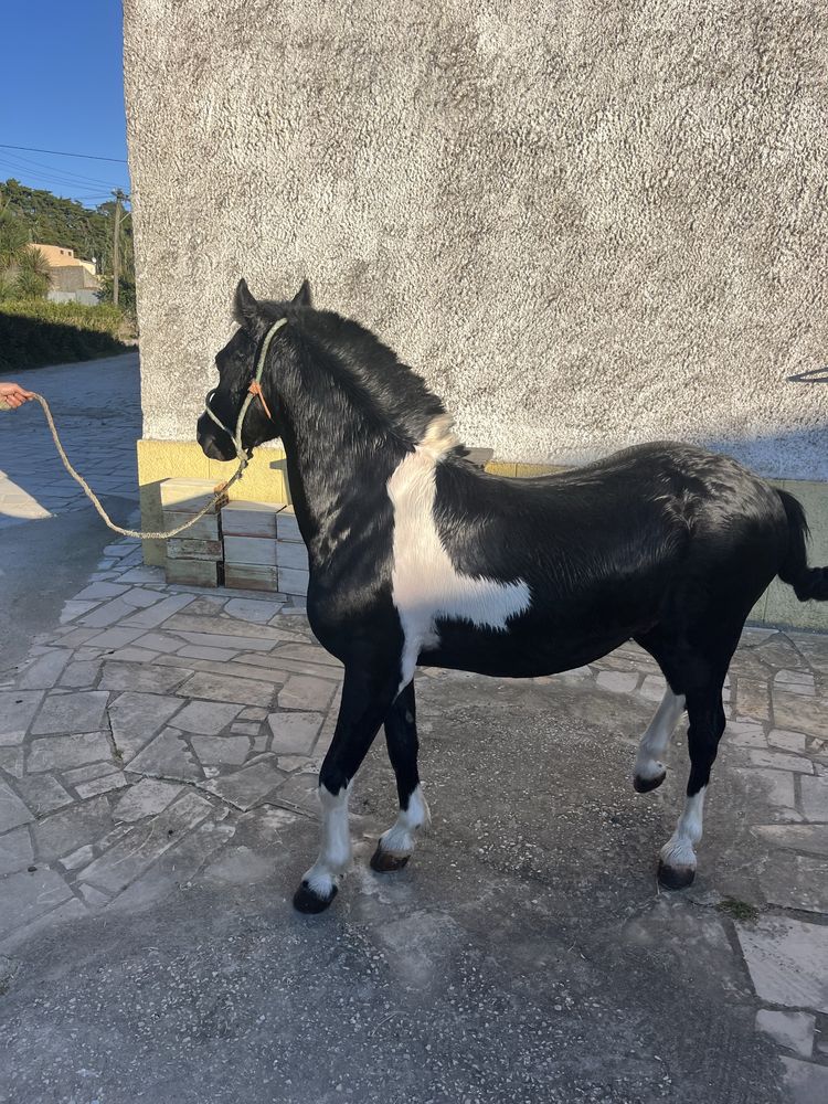 Ponei welsh montado e engatado