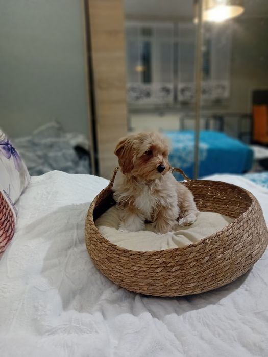 Maltipoo ,maltańczyk &pudel toy suczka