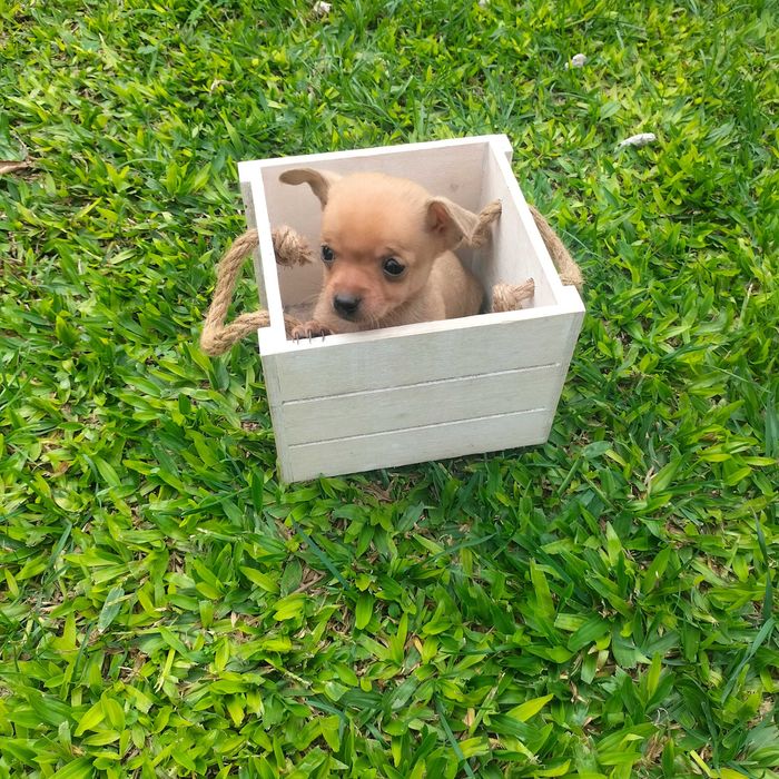 Pisncher zero de bolso