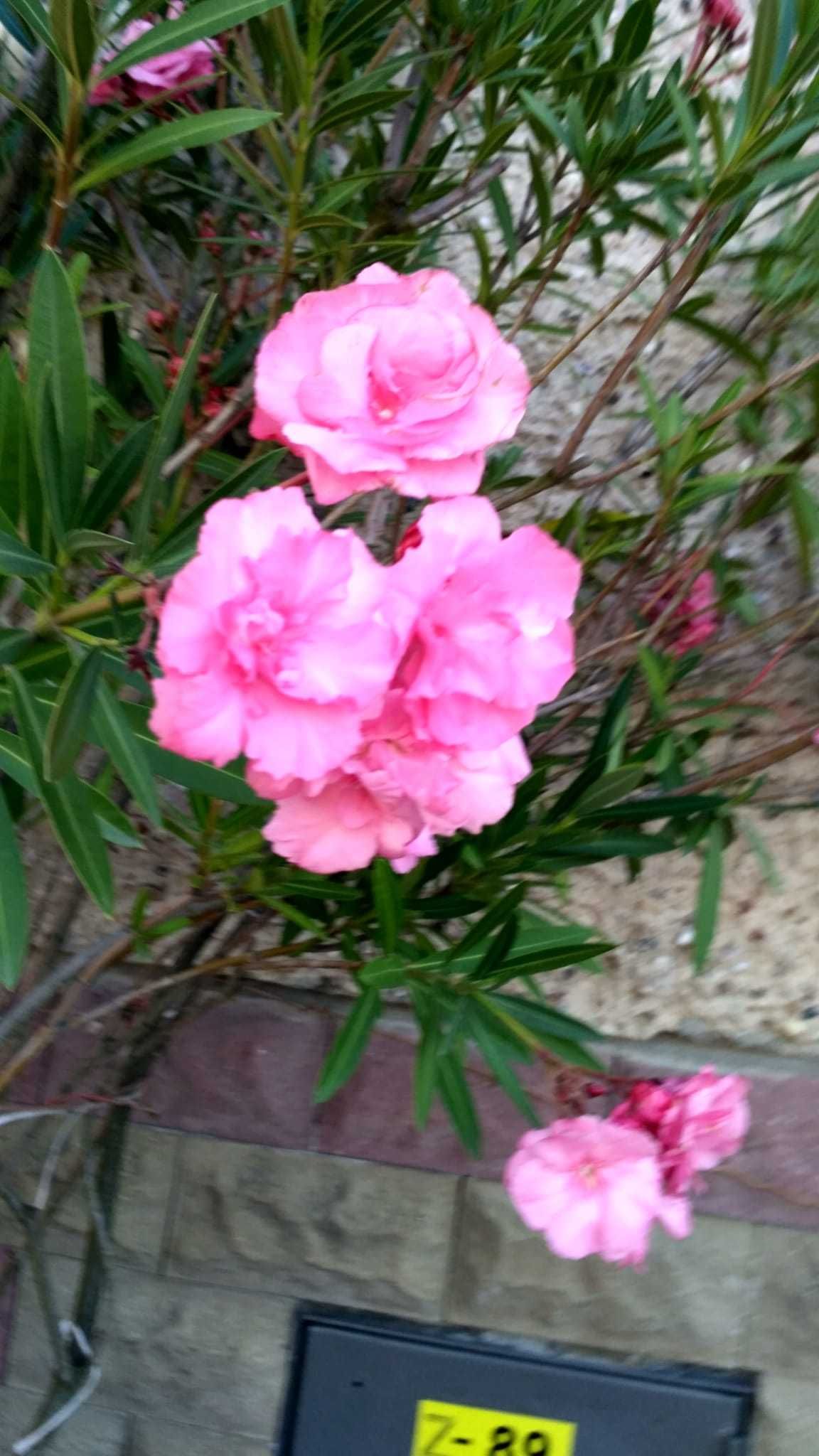 Oleander różowy pełny kwiat 200 cm