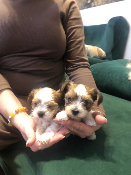 Chłopaki Ocean York po Chempion