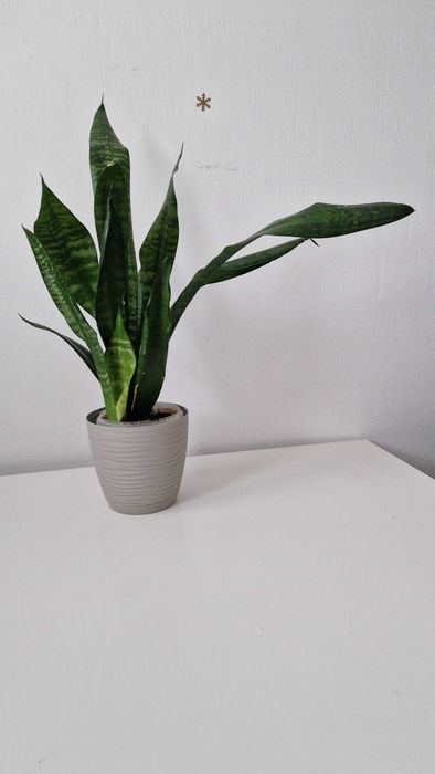 Sansevieria, 2 sadzonki