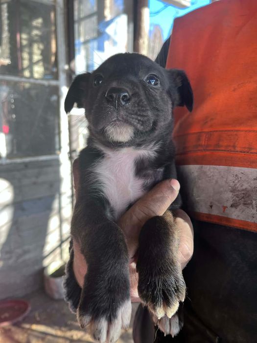 Oddam za darmo  szczeniaki