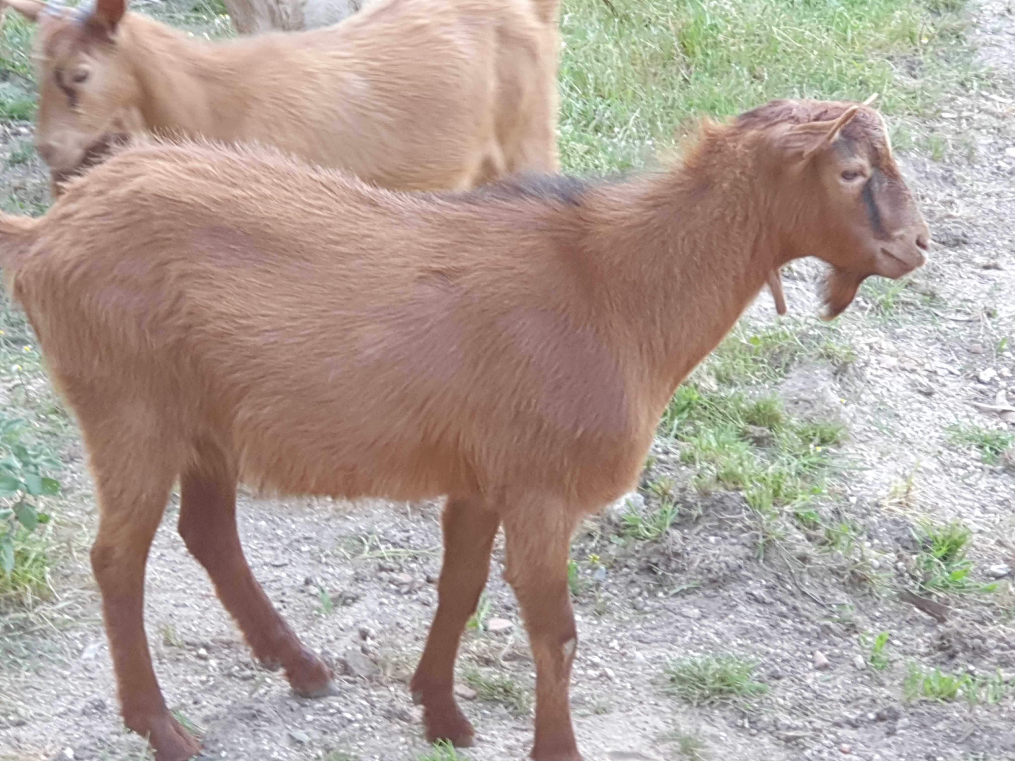 Vende se cabras machos