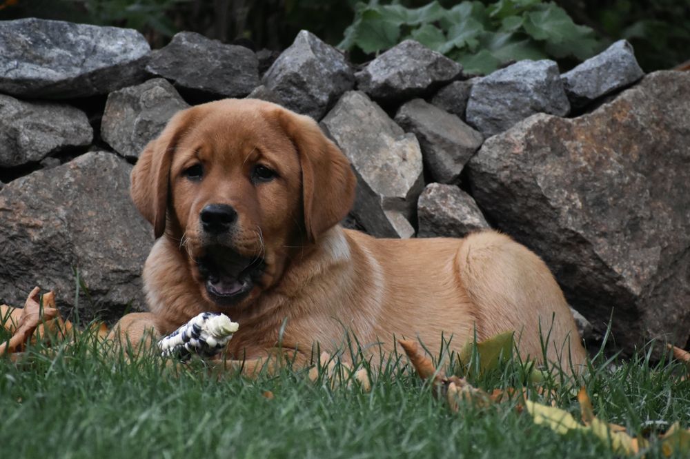 Хлопчик фоксред лабрадор